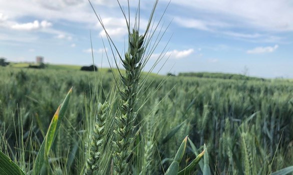 Green cereal crop in field.